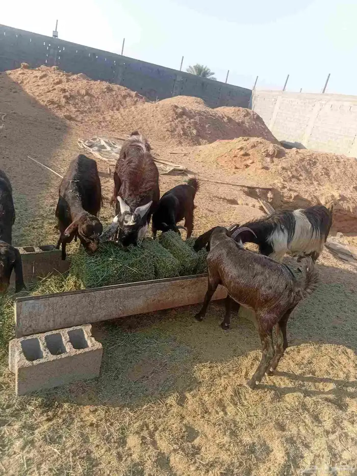 معزاء للبيع 5