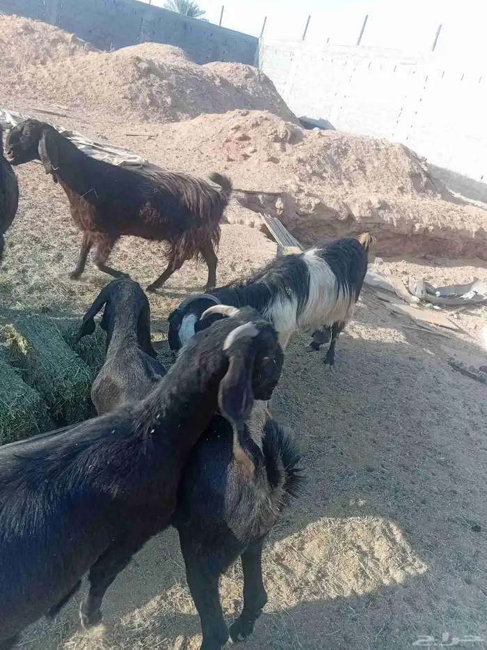 معزاء للبيع 4