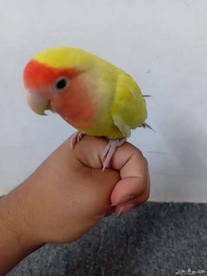 أنثى روز للبيع 0