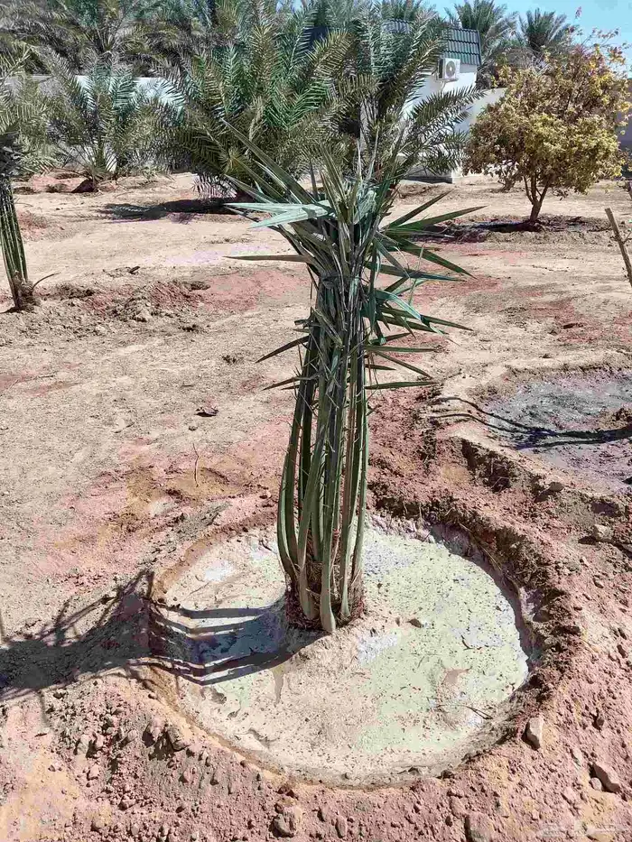 قلع وغرس وتوريد جميع انواع النخيل العربي 6