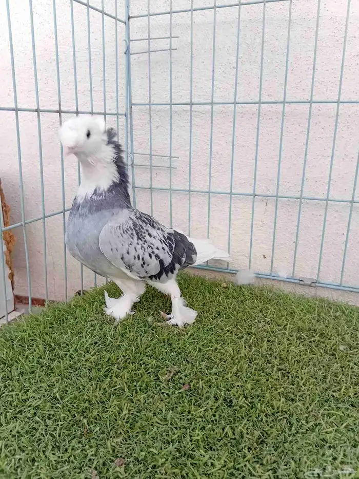 فرده تركي طاقيه 3