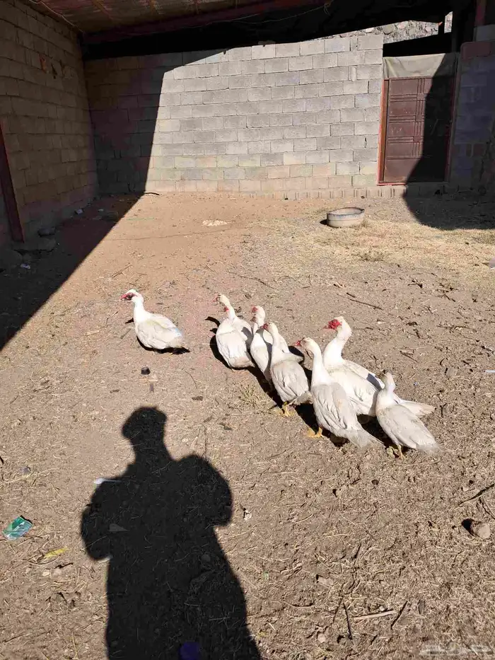 بط بلدي للبيع عدد 2ذكور كبار 2انثي كبار والأعمار 5 شهور 1