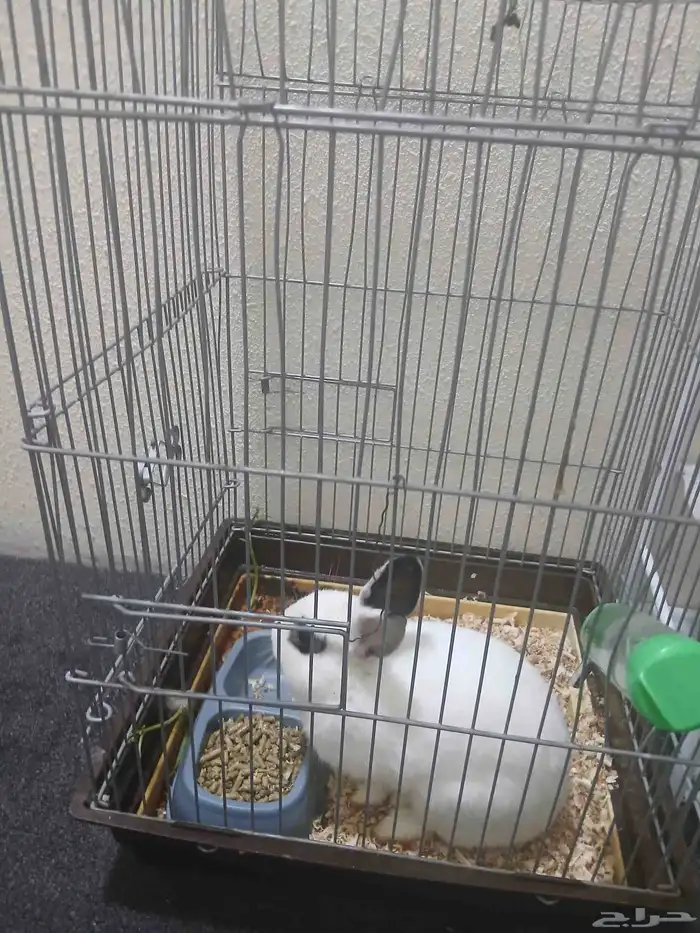 أرنب للبيع نظيف وخالي من الأمراض للبيع مع القفص والاكل تبعه 3