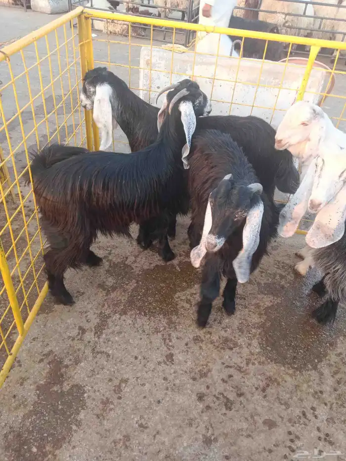 تيوس عوارض بلدي بياض وجه سمان فل بياض وجه تحت إشراف حضرمي 2