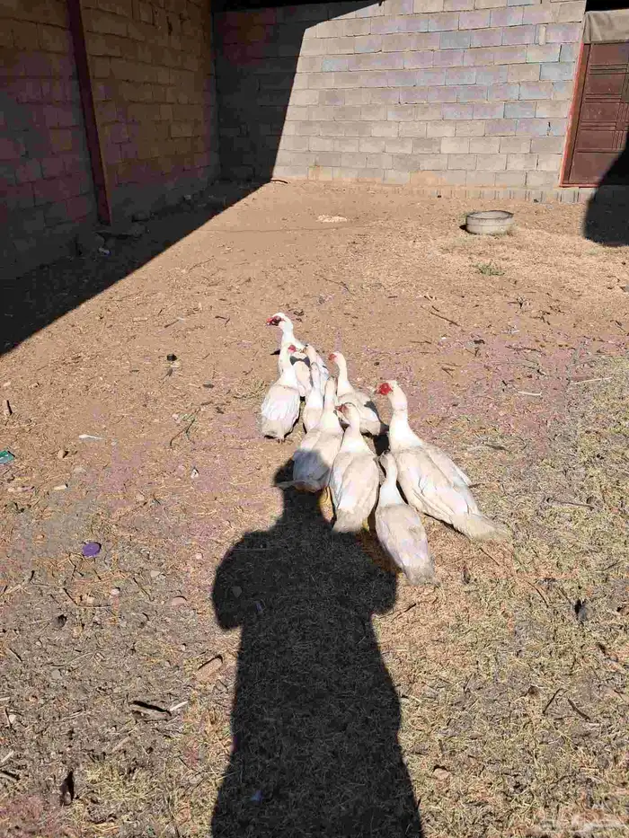 بط بلدي للبيع عدد 2ذكور كبار 2انثي كبار والأعمار 5 شهور 2