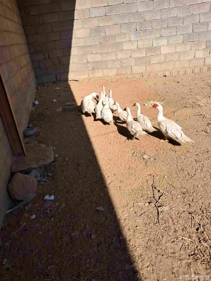 بط بلدي للبيع عدد 2ذكور كبار 2انثي كبار والأعمار 5 شهور 0