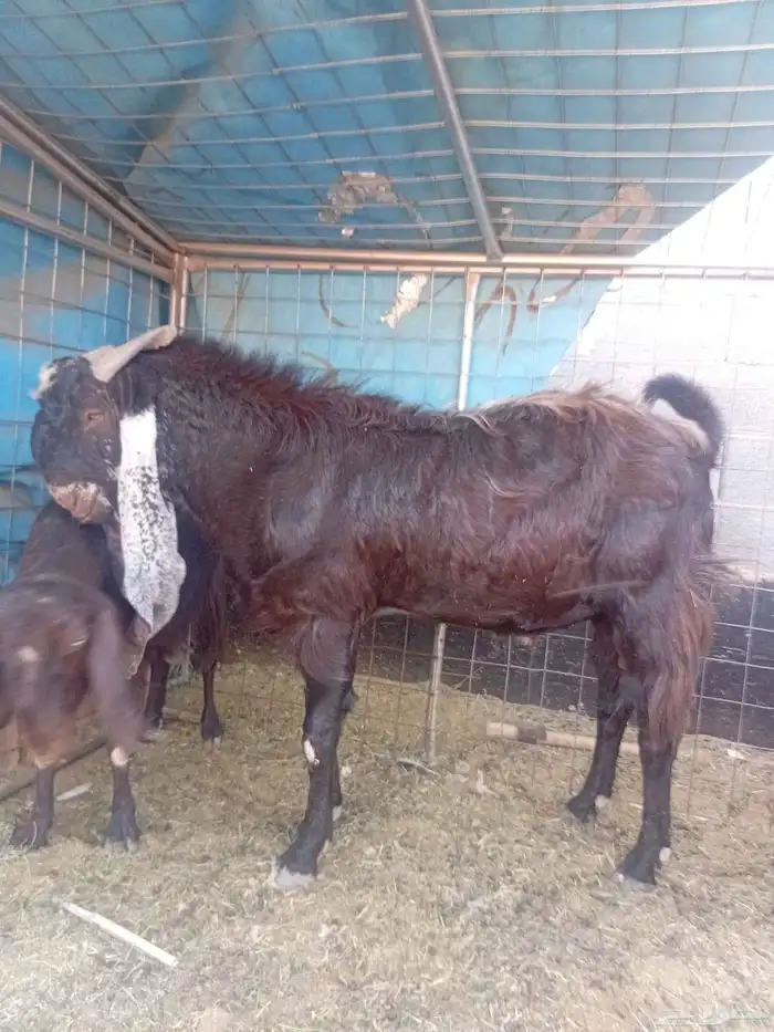 معزاء للبيع 2