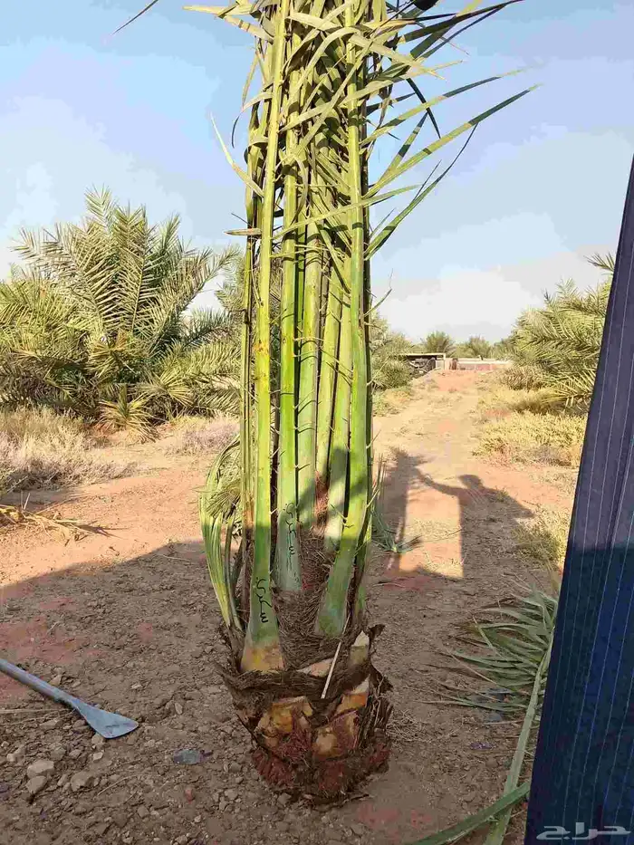 قلع وغرس وتوريد جميع انواع النخيل العربي 8