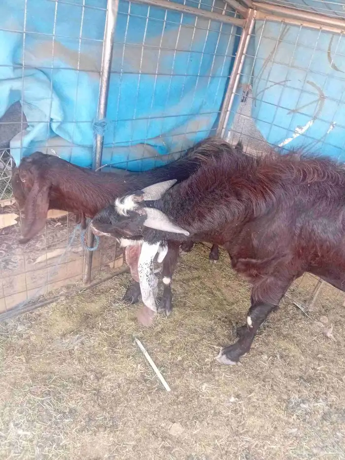 معزاء للبيع 0