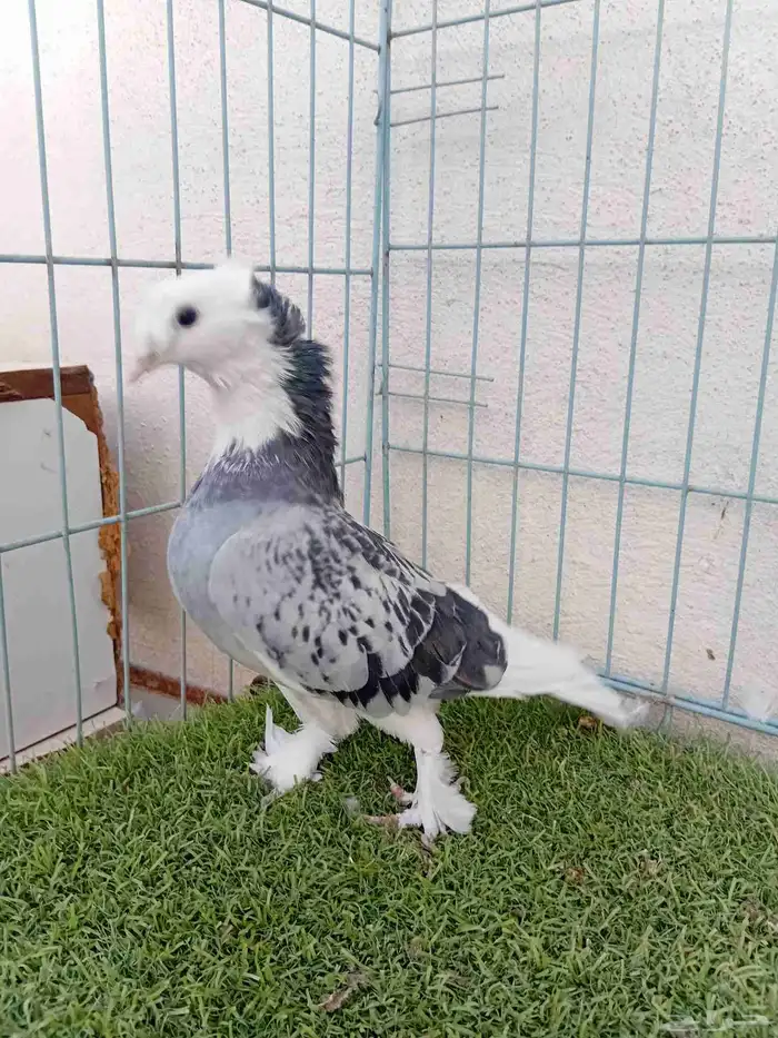 فرده تركي طاقيه 1