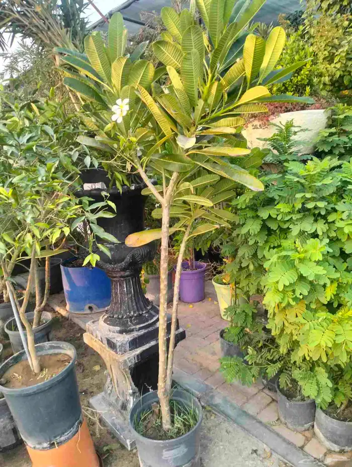 عشب طبيعي القصيم عشب صناعي تنسيق استراحه 10