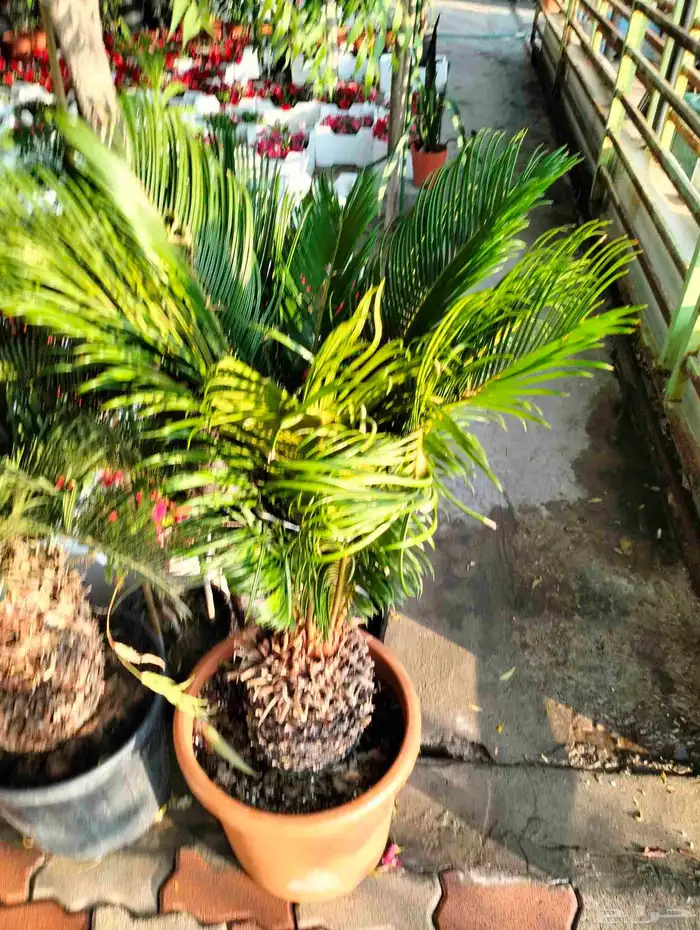 عشب طبيعي القصيم عشب صناعي تنسيق استراحه 11