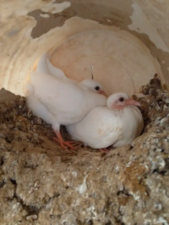 زغاليل حمام فرنسي طيبه 0