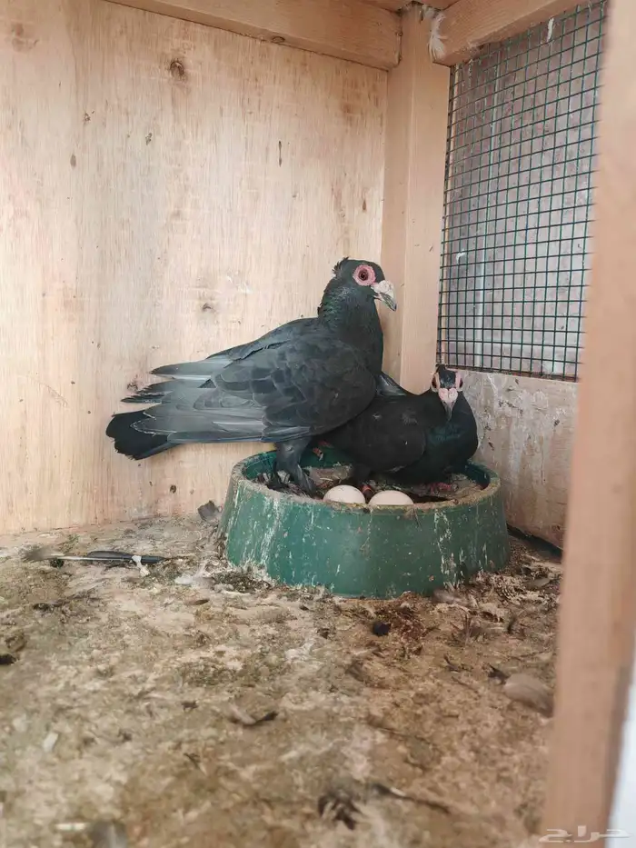 حمام حساوي 2