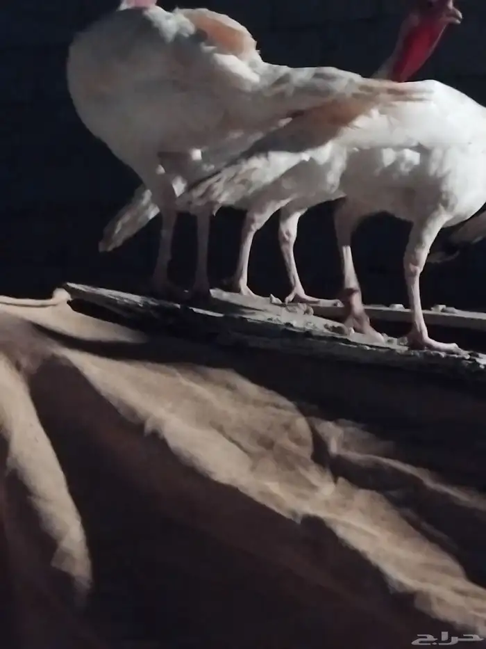 للبيع دجاج رومي ذكور العدد 3 الون ابيض 3