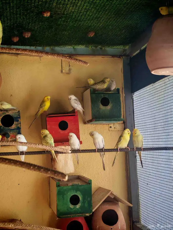 يوجد انتاجات فالو نوادر الأوان إنتاج محلي 8