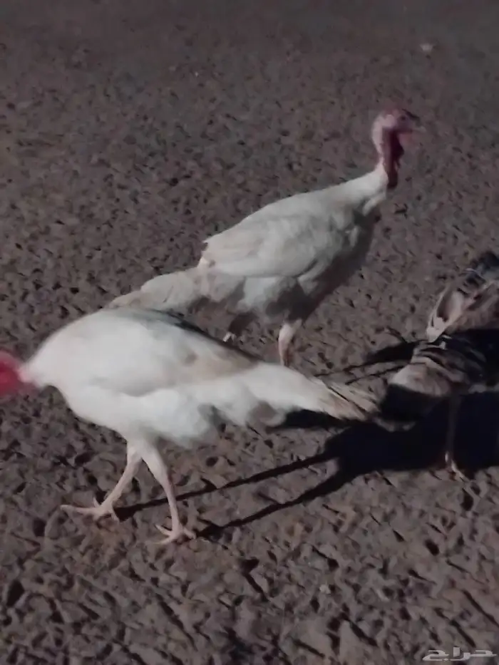 للبيع دجاج رومي ذكور العدد 3 الون ابيض 1