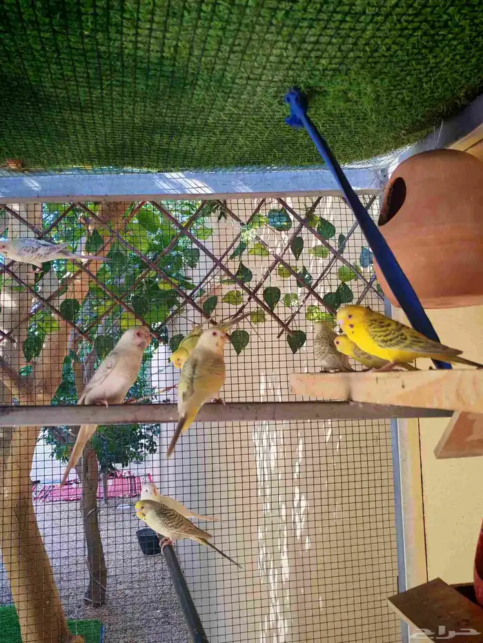 يوجد انتاجات فالو نوادر الأوان إنتاج محلي 1