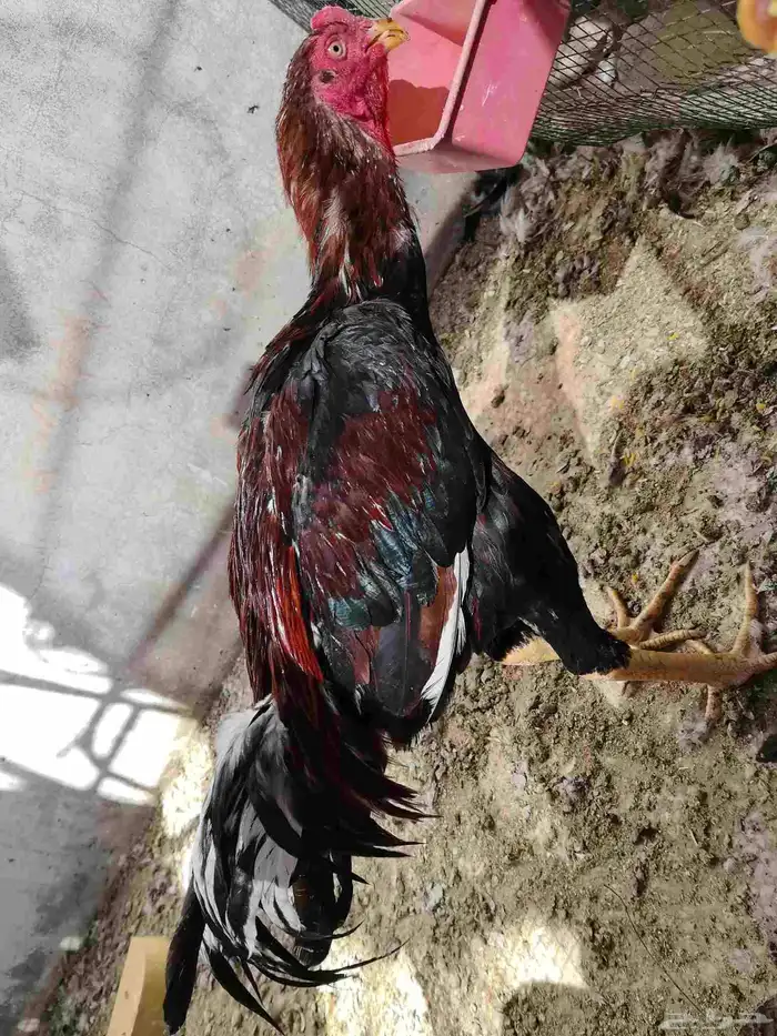 للبيع دجاج هندي 2