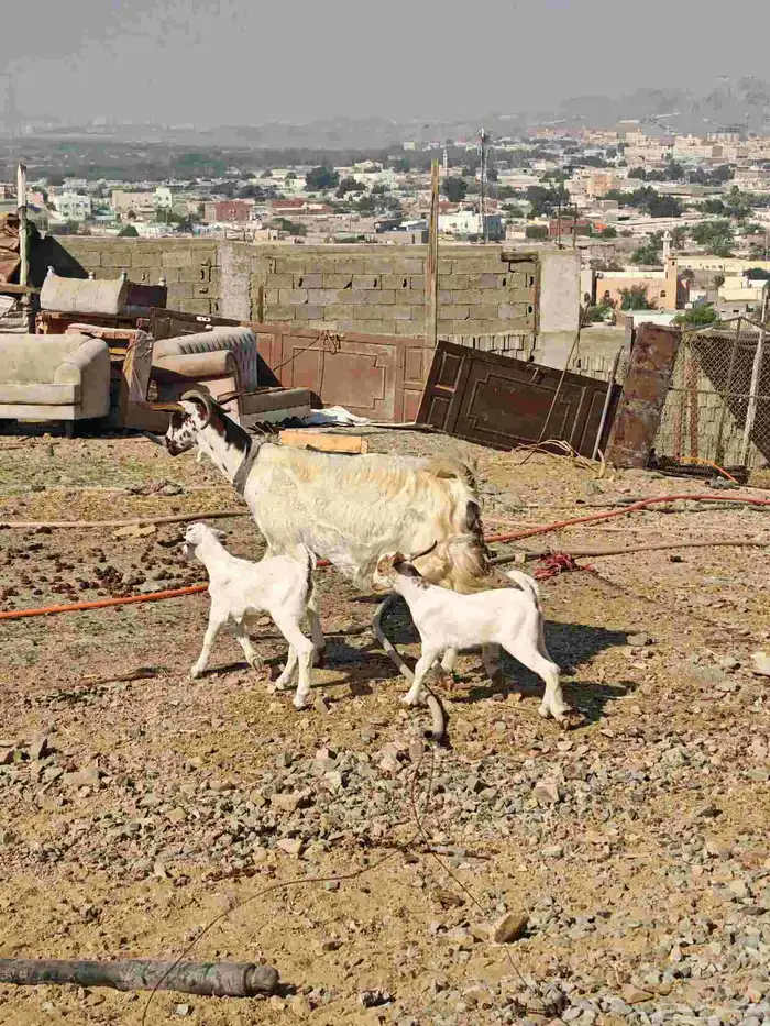 معزه بيشي جامع معاها اثنين تيوس 0