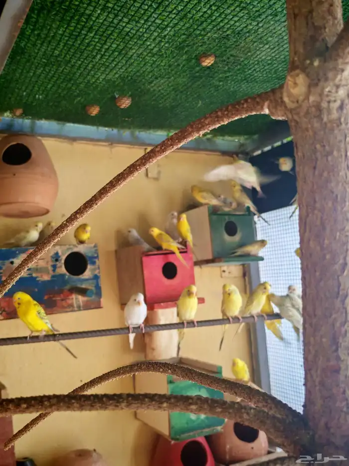 يوجد انتاجات فالو نوادر الأوان إنتاج محلي 0