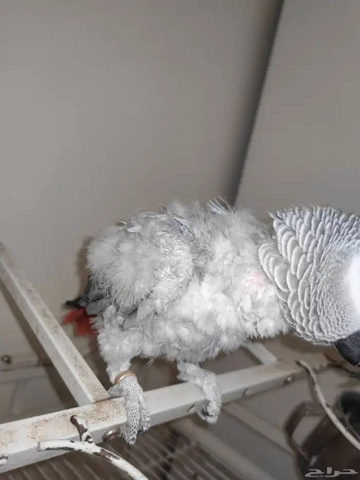 كاسكو اليف متكلم 2