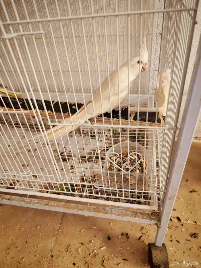 متوفر زكر البينو منتج شرط 0