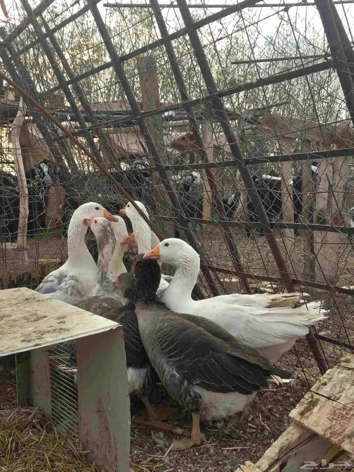 وز بلدي تربية مزرعة 1