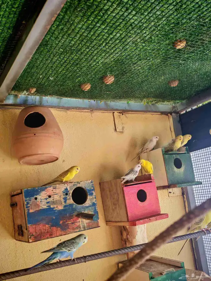 يوجد انتاجات فالو نوادر الأوان إنتاج محلي 4