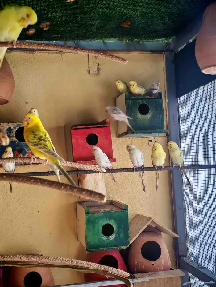 يوجد انتاجات فالو نوادر الأوان إنتاج محلي 5