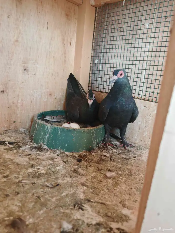 حمام حساوي 1