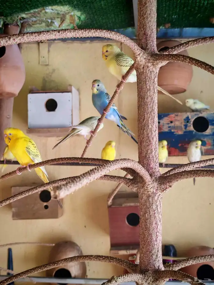 يوجد انتاجات فالو نوادر الأوان إنتاج محلي 7