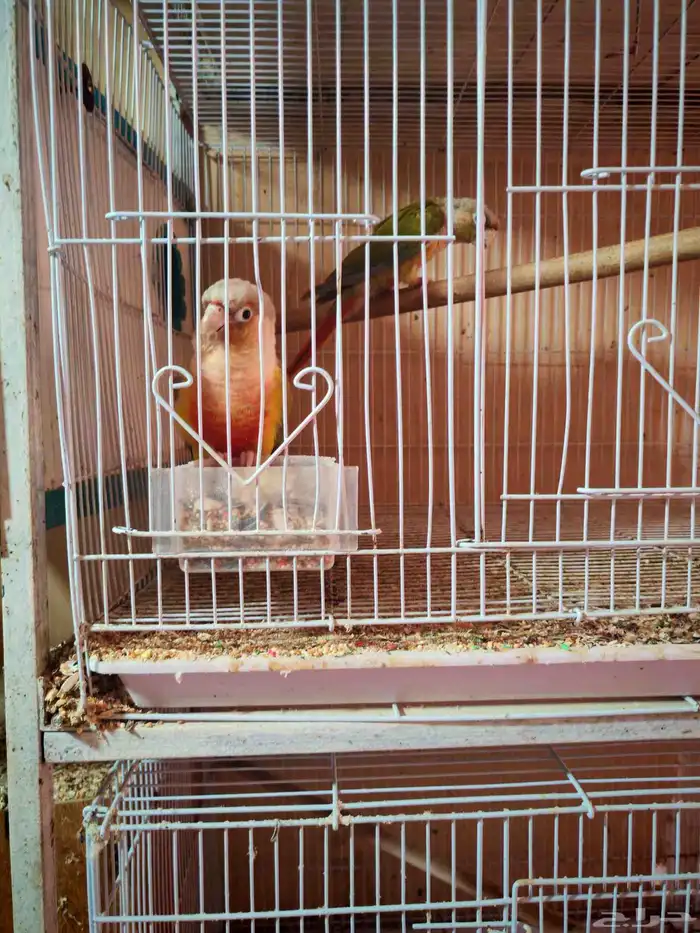 ببغاء كنيور اناناس 2