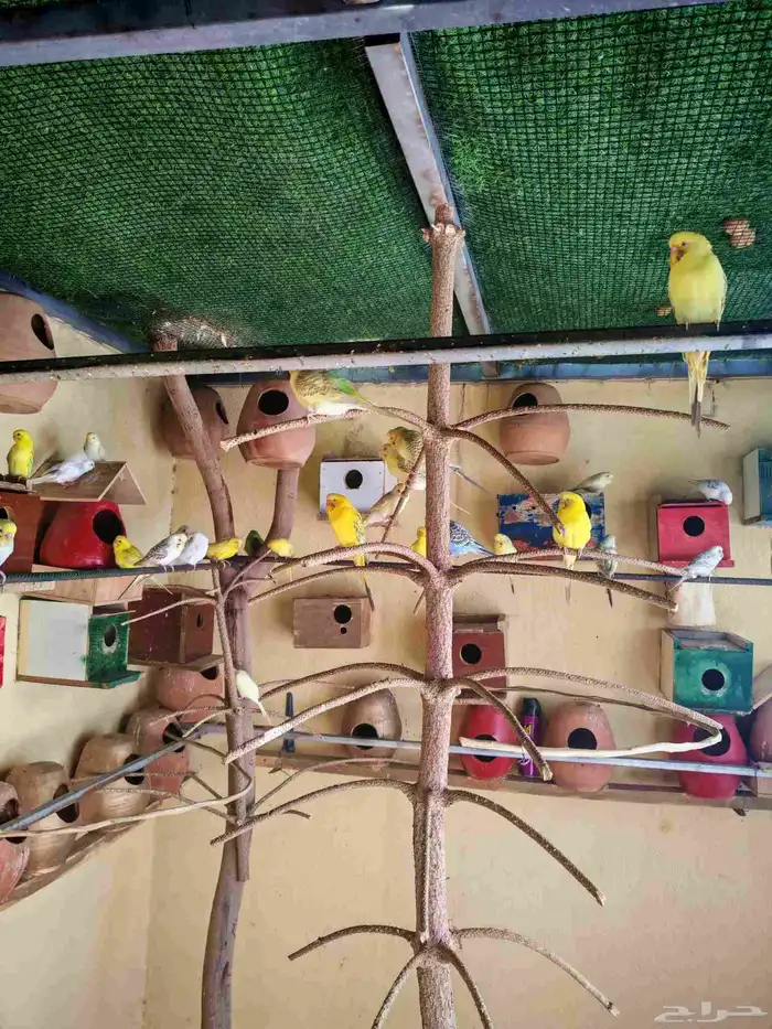 يوجد انتاجات فالو نوادر الأوان إنتاج محلي 6