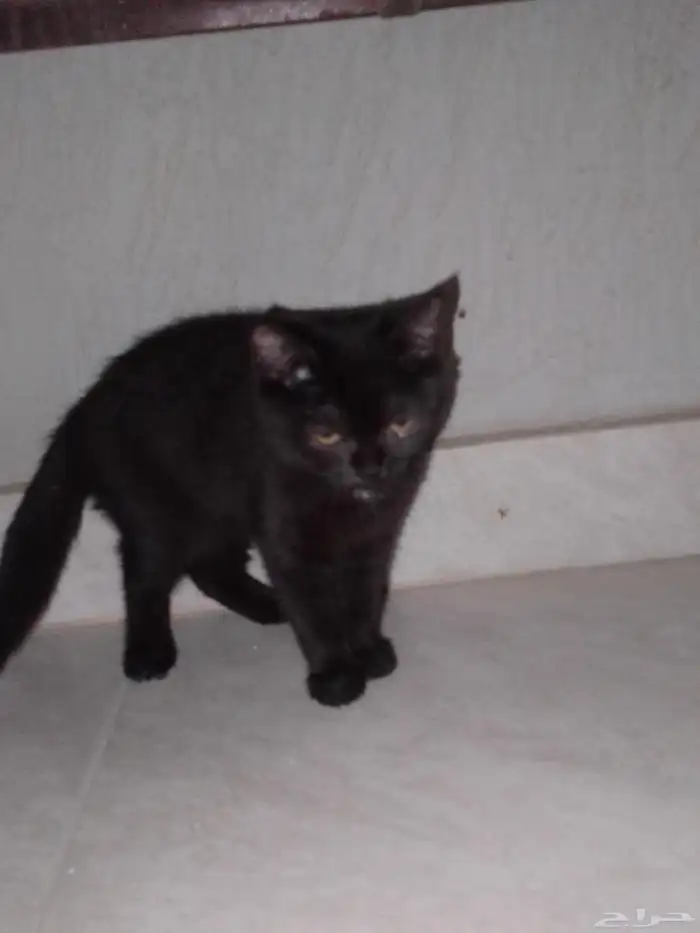 قطو بيت التبني عمره شهرين ونص 1