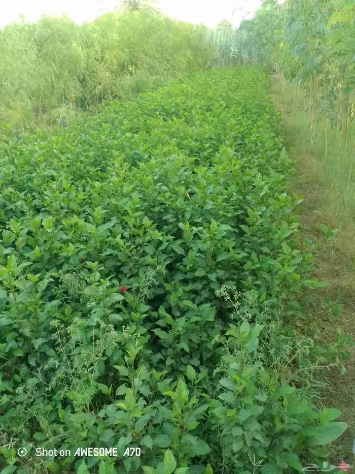 مشتل الامبراطور 1