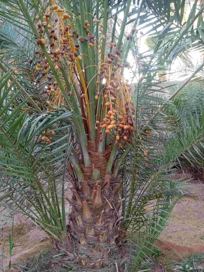 نخل جثايث وفسايل ونقايل جمعيها منتجه 8