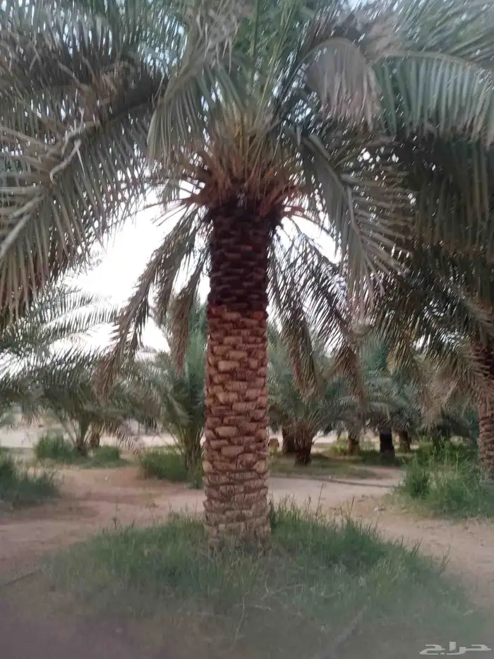 نخل جثايث وفسايل ونقايل جمعيها منتجه 2