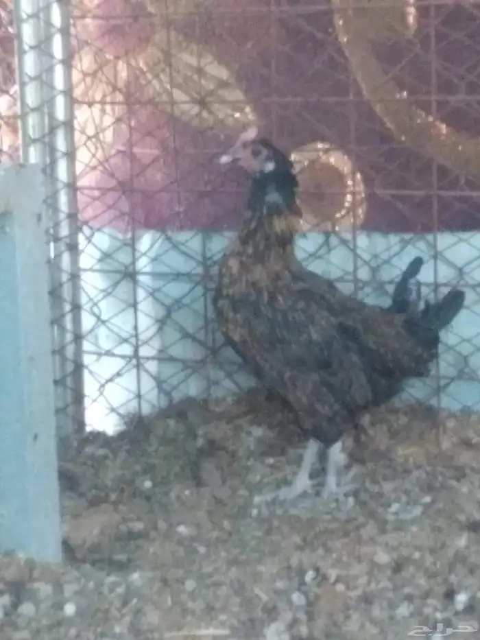 دجاجه بياض بلدي 0