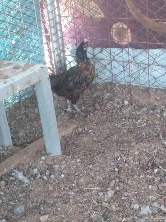 دجاجه بياض بلدي 1