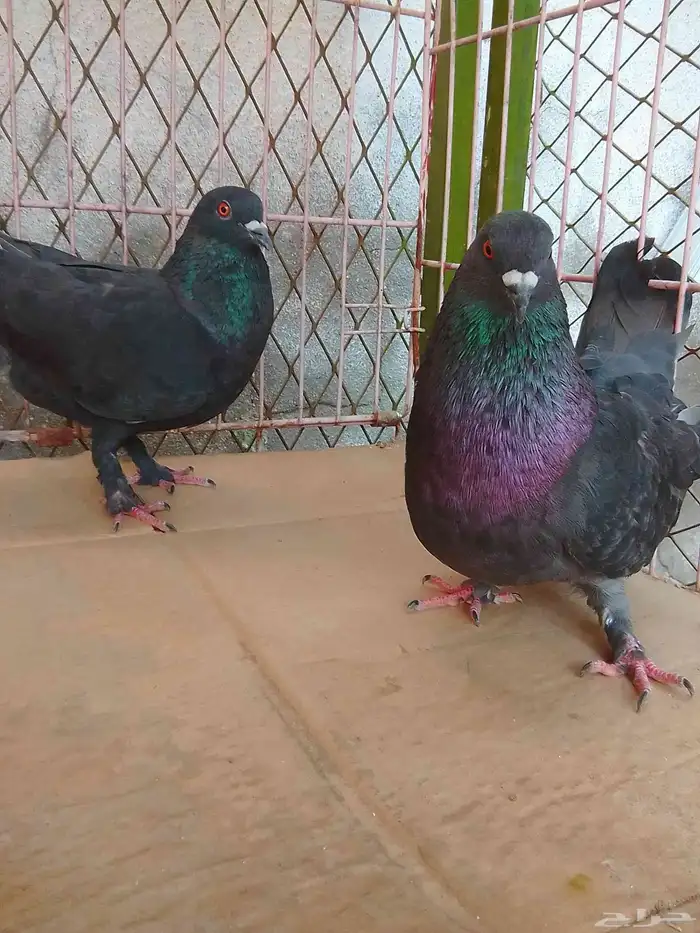 2ذكور مالطي اومصري 0