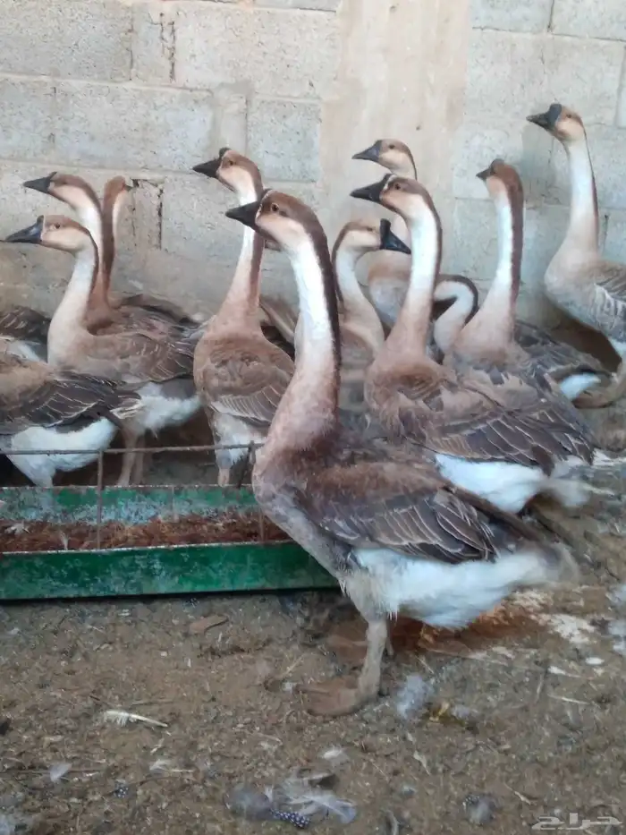 وز عراقى دم صافى 2