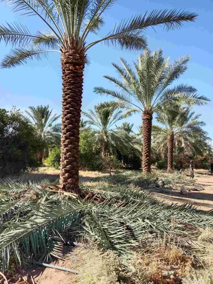 نخل سكري من4متر لا5متر تكريب هلال 4