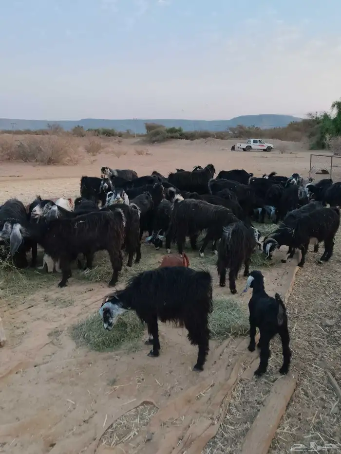 معزه عوارض وحريات 3