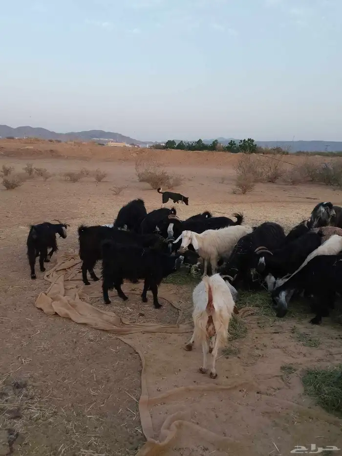 معزه عوارض وحريات 2