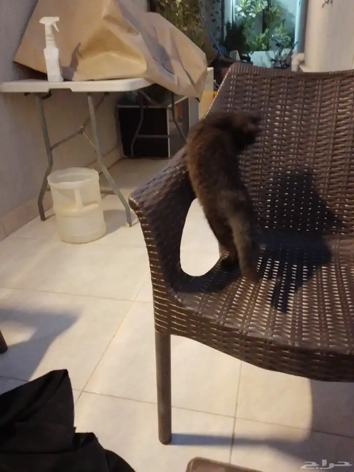 قطو بيت التبني عمره شهرين ونص 0