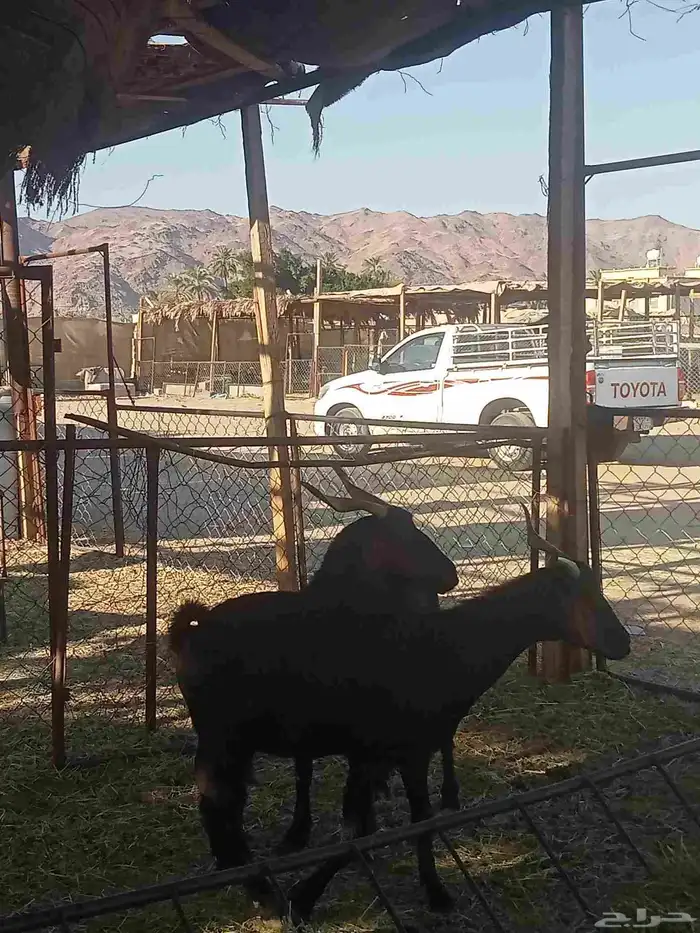 معز بلديات العدد اربعه فيها واحده لبن والاربع والثلاثه الثان 0