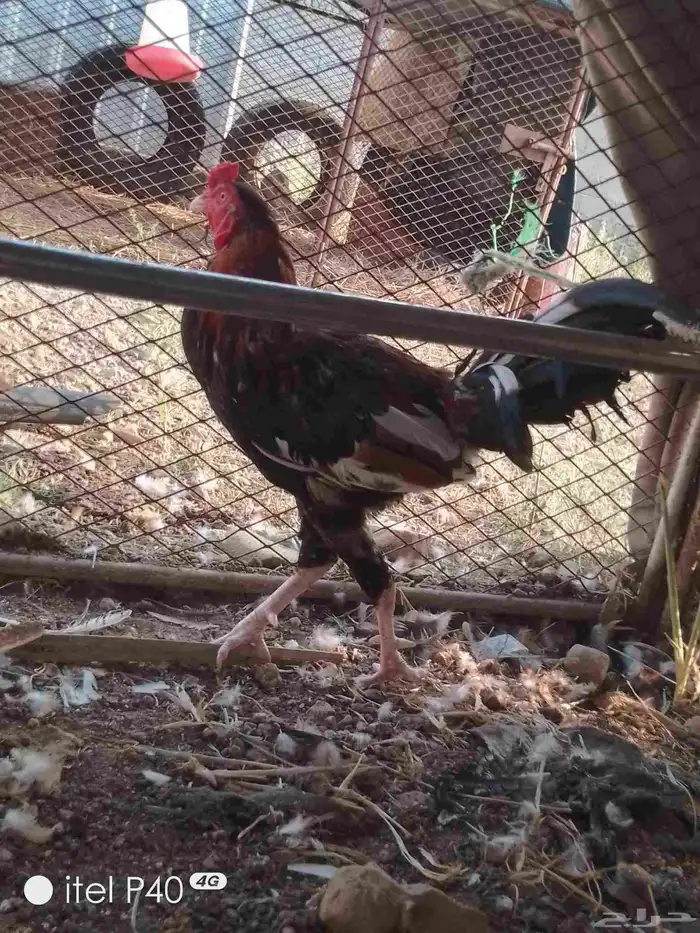 دجاج بلدي للبيع 1