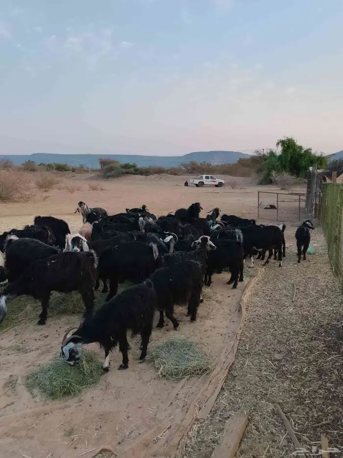 معزه عوارض وحريات 4