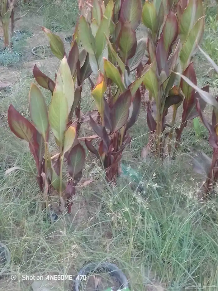 مشتل الامبراطور 3